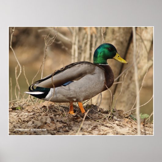 Male Mallard Duck Poster (Voorkant)