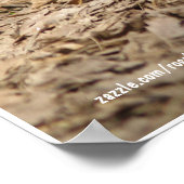 Male Mallard Duck Poster (Hoek)