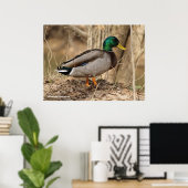 Male Mallard Duck Poster (Thuiskantoor)