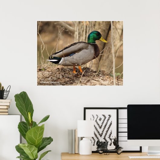 Male Mallard Duck Poster (Thuiskantoor)