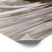 Male Mallard Duck Poster (Hoek)