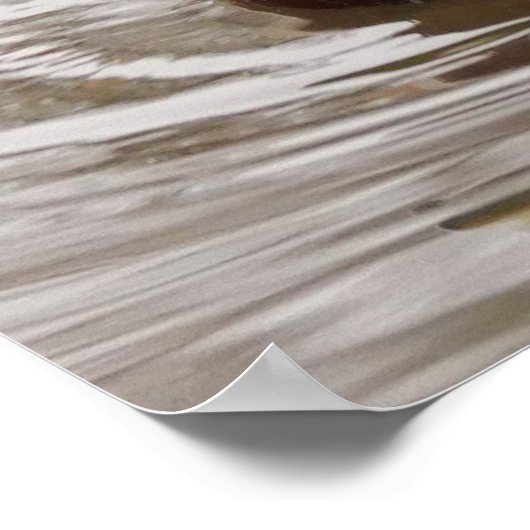 Male Mallard Duck Poster (Hoek)