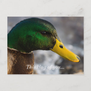 Male Mallard Portrait Briefkaart