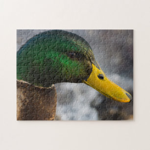 Male Mallard Portrait Legpuzzel
