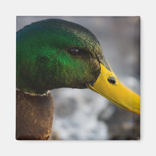 Male Mallard Portrait Magneet (Voorkant)