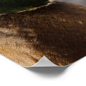 Male Mallard Portrait Poster (Hoek)