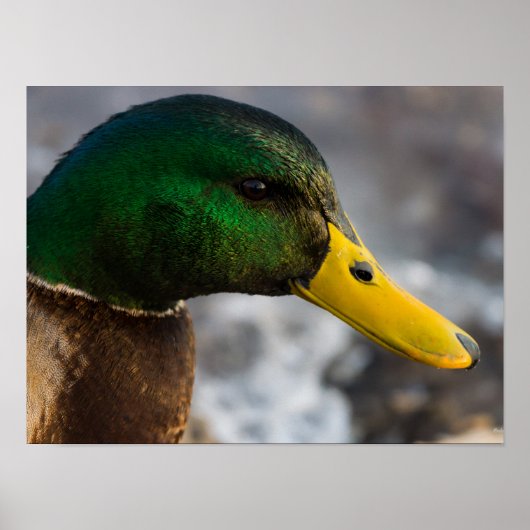 Male Mallard Portrait Poster (Voorkant)