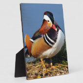 Male mandarin duck on the bank of gewicht fotoplaat (Zijkant)