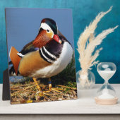 Male mandarin duck on the bank of gewicht fotoplaat (Zijkant)