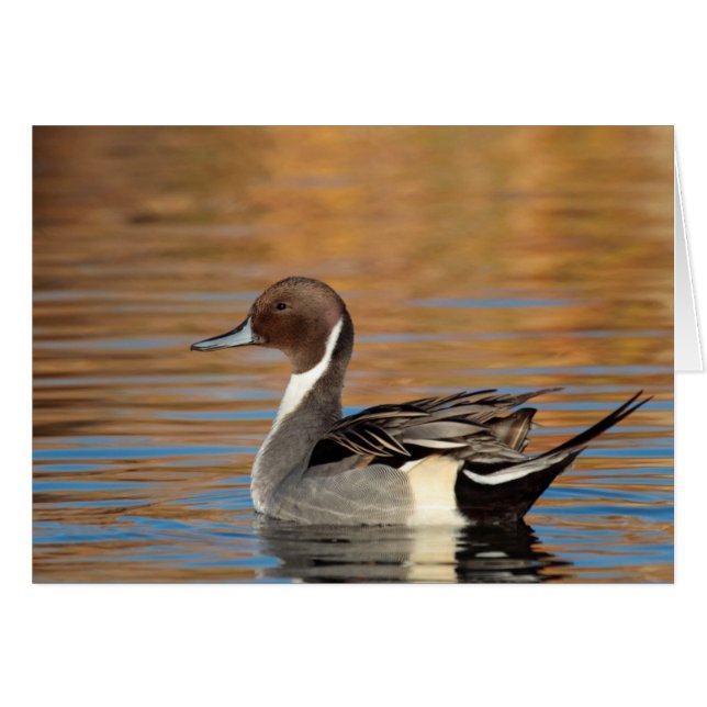 Male Northern Pintail (Voorkant Horizontaal)