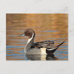 Male Northern Pintail Briefkaart