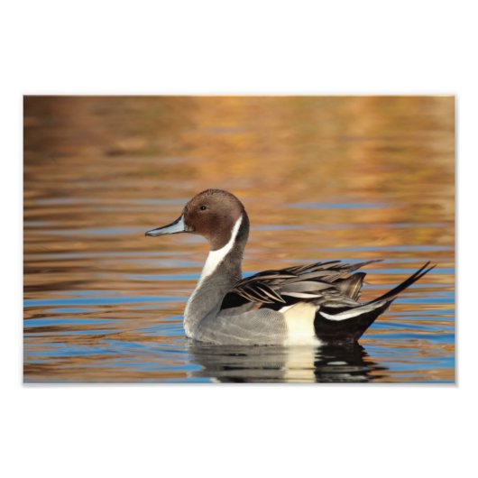 Male Northern Pintail Foto Afdruk (Voorkant)