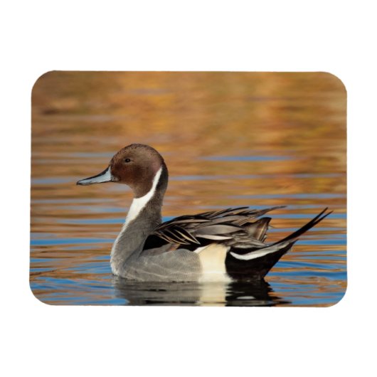 Male Northern Pintail Magneet (Horizontaal)