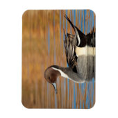 Male Northern Pintail Magneet (Verticaal)