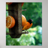 Male Oriole Poster (Voorkant)