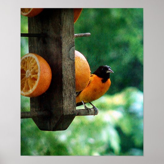 Male Oriole Poster (Voorkant)