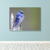 Male Paarse Martin nest boven Sammamish Lake Canvas Afdruk (Insitu (Houten vloer))