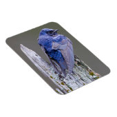 Male Paarse Martin nest boven Sammamish Lake Magneet (Rechterzijde)