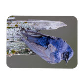 Male Paarse Martin nest boven Sammamish Lake Magneet (Horizontaal)