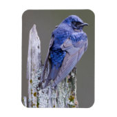 Male Paarse Martin nest boven Sammamish Lake Magneet (Verticaal)