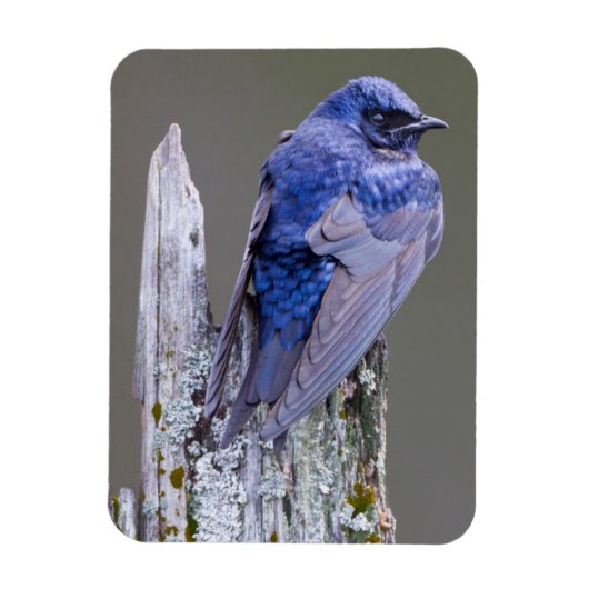 Male Paarse Martin nest boven Sammamish Lake Magneet (Verticaal)