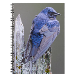 Male Paarse Martin nest boven Sammamish Lake Notitieboek