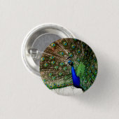 Male Peacock-doetherscherm Ronde Button 3,2 Cm (Voorkant /achterkant)