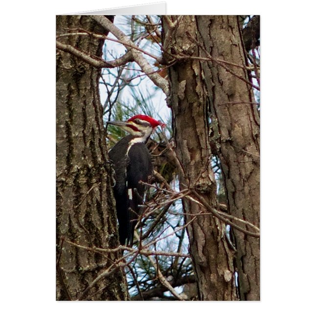 Male Pileated Woodpecker (Voorkant)