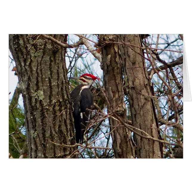 Male Pileated Woodpecker (Voorkant Horizontaal)