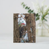 Male Pileated Woodpecker Briefkaart (Staand voorkant)