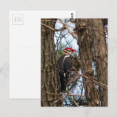 Male Pileated Woodpecker Briefkaart (Voorkant / Achterkant)