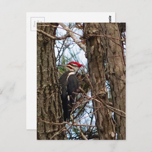 Male Pileated Woodpecker Briefkaart (Voorkant / Achterkant)
