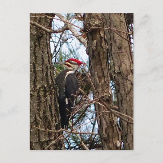 Male Pileated Woodpecker Briefkaart (Voorkant)