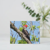 Male Pileated Woodpecker Briefkaart (Staand voorkant)