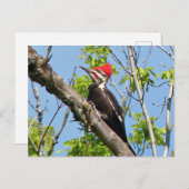 Male Pileated Woodpecker Briefkaart (Voorkant / Achterkant)