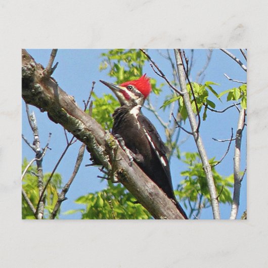 Male Pileated Woodpecker Briefkaart (Voorkant)