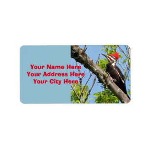 Male Pileated Woodpecker Etiket
