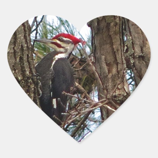 Male Pileated Woodpecker Hart Sticker (Voorkant)