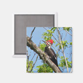 Male Pileated Woodpecker Magneet (Voorkant / Achterkant)