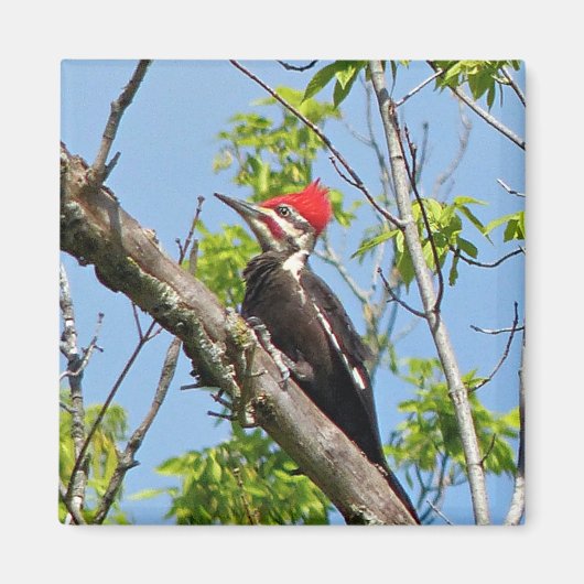 Male Pileated Woodpecker Magneet (Voorkant)