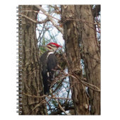 Male Pileated Woodpecker Notitieboek (Voorkant)