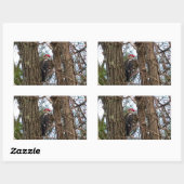 Male Pileated Woodpecker Rechthoekige Sticker (Vel)
