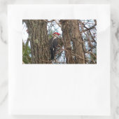 Male Pileated Woodpecker Rechthoekige Sticker (Tas)