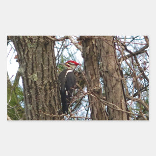 Male Pileated Woodpecker Rechthoekige Sticker