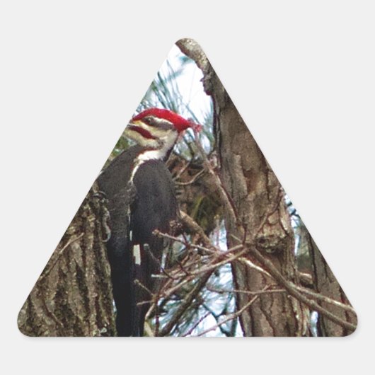 Male Pileated Woodpecker Sticker (Voorkant)