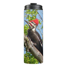 Male Pileated Woodpecker Thermosbeker