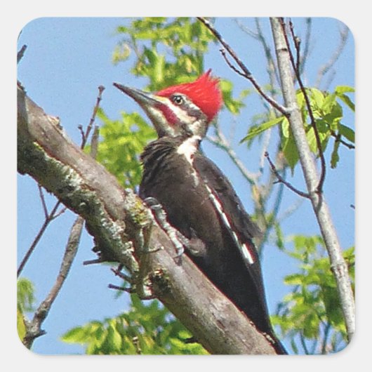 Male Pileated Woodpecker Vierkante Sticker (Voorkant)
