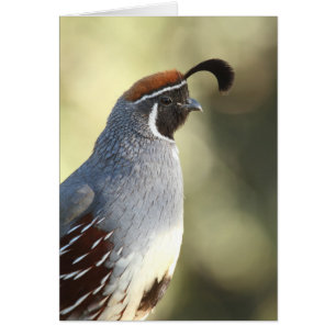 Male Quail