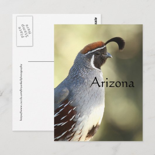 Male Quail, Arizona Briefkaart (Voorkant / Achterkant)