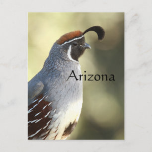 Male Quail, Arizona Briefkaart